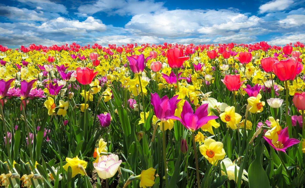 tulips, daffodils, flowers-1197602.jpg